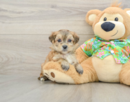 5 week old Morkie Puppy For Sale - Lone Star Pups