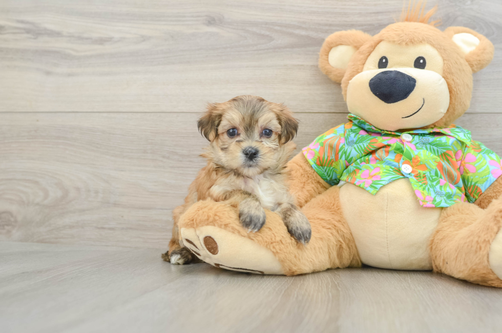 5 week old Morkie Puppy For Sale - Lone Star Pups