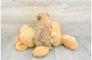 Morkie Puppy for Adoption