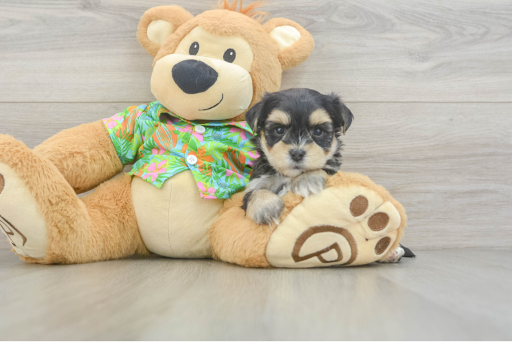 Cute Morkie Baby