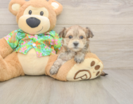 7 week old Morkie Puppy For Sale - Lone Star Pups