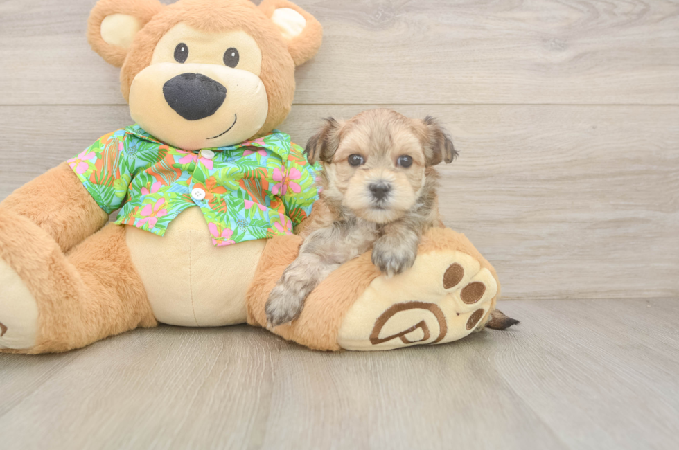 7 week old Morkie Puppy For Sale - Lone Star Pups