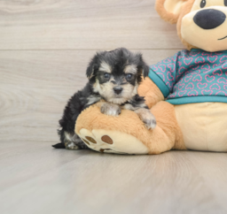 7 week old Morkie Puppy For Sale - Lone Star Pups