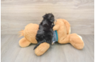 Morkie Puppy for Adoption