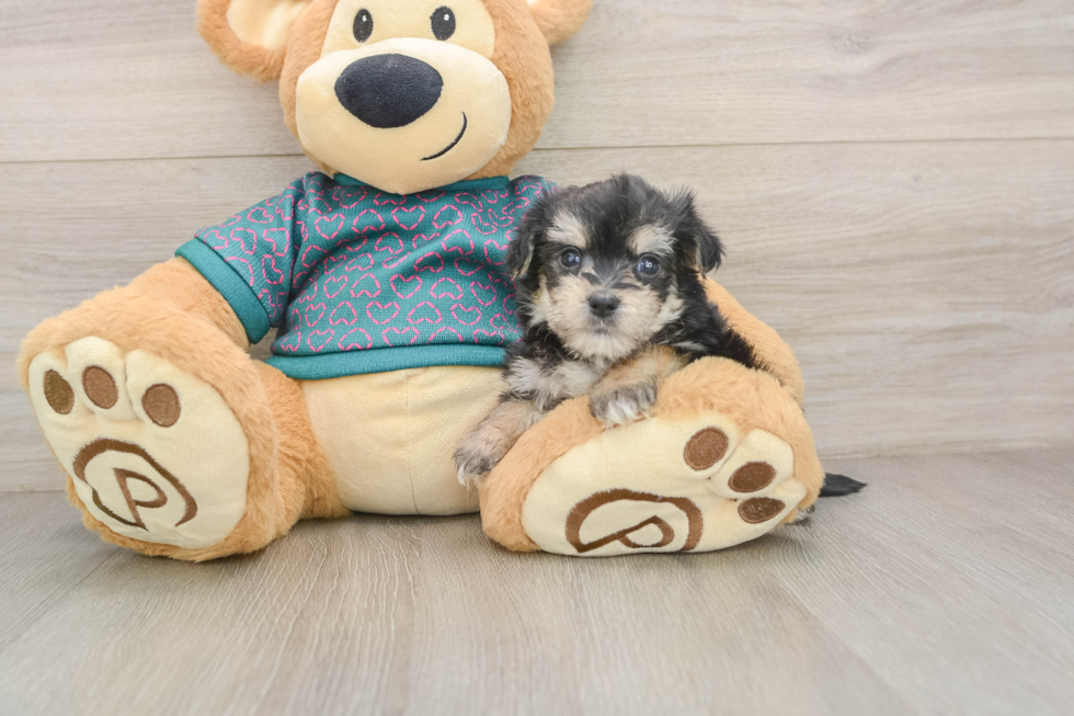 Petite Morkie Designer Pup