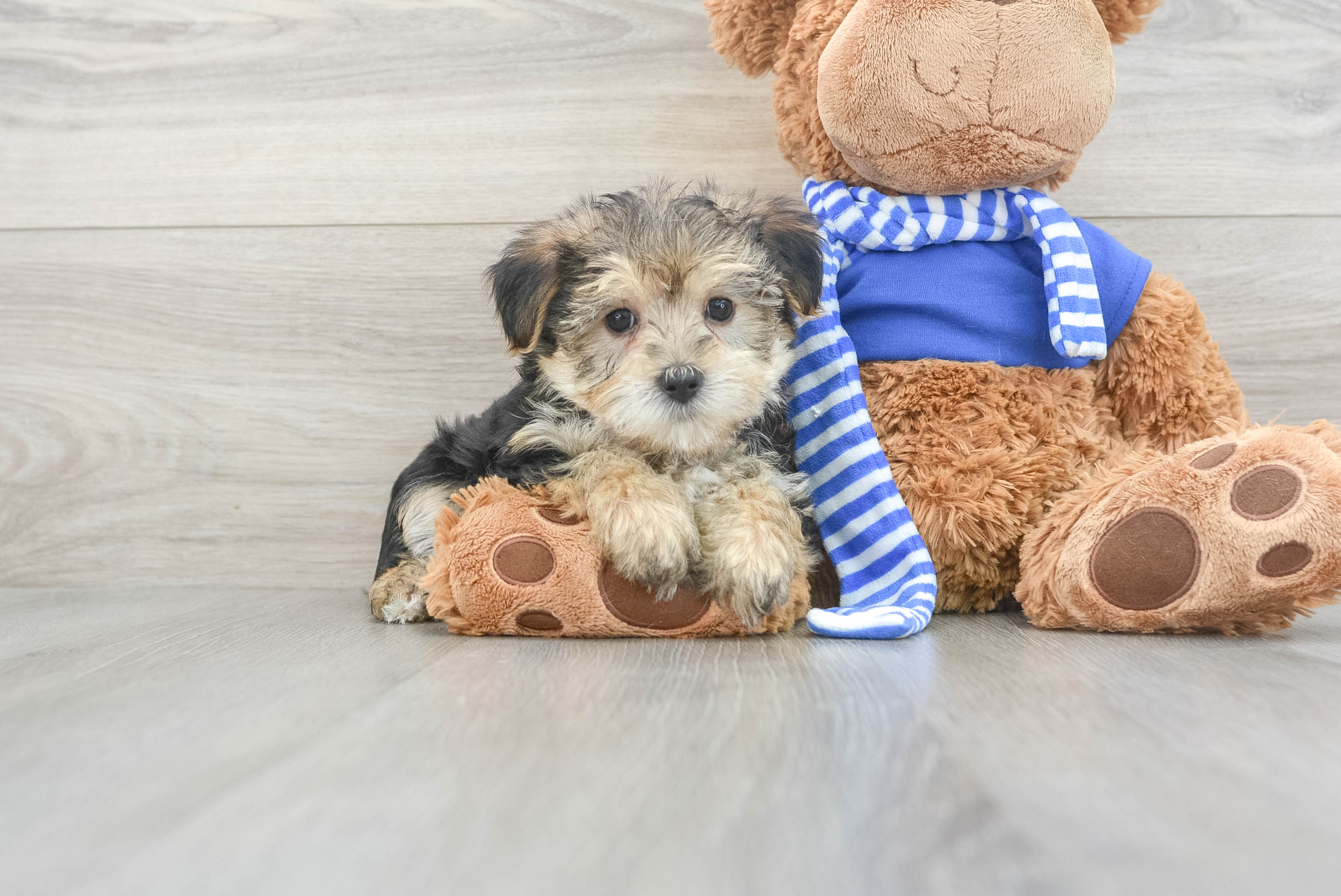 Playful Yorkie Designer Puppy