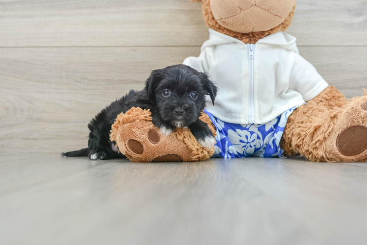 Adorable Maltese Yorkie Mix Designer Puppy