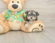 7 week old Morkie Puppy For Sale - Lone Star Pups