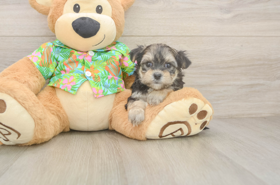 7 week old Morkie Puppy For Sale - Lone Star Pups
