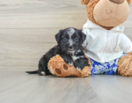 7 week old Morkie Puppy For Sale - Lone Star Pups