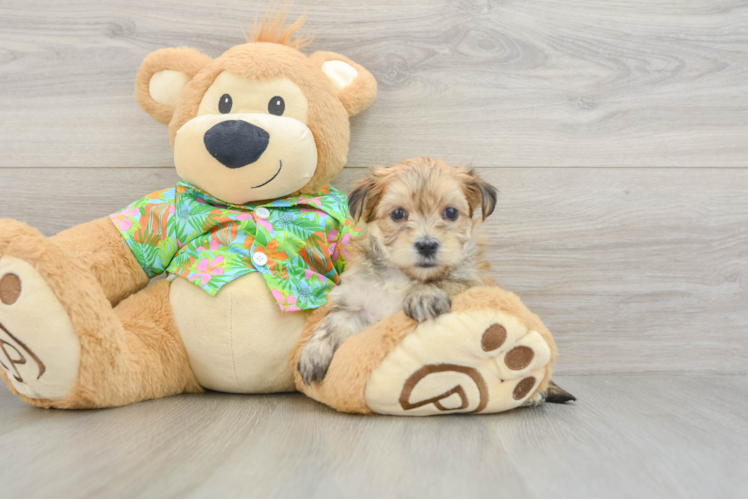 Hypoallergenic Yorkiemalt Designer Puppy
