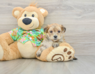 5 week old Morkie Puppy For Sale - Lone Star Pups