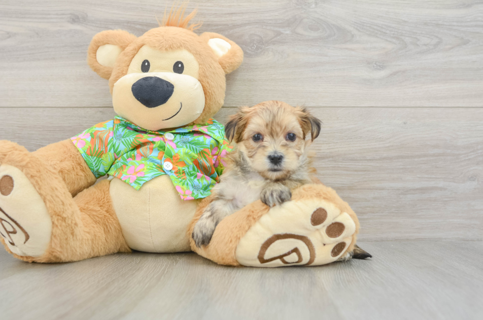 5 week old Morkie Puppy For Sale - Lone Star Pups