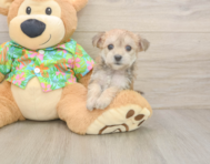 8 week old Morkie Puppy For Sale - Lone Star Pups
