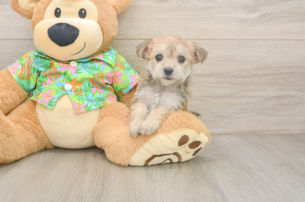 7 week old Morkie Puppy For Sale - Lone Star Pups
