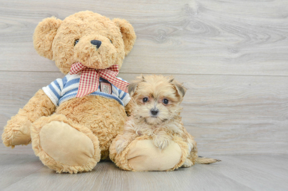 7 week old Morkie Puppy For Sale - Lone Star Pups