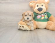 5 week old Morkie Puppy For Sale - Lone Star Pups