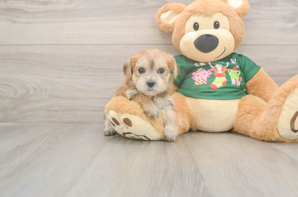 5 week old Morkie Puppy For Sale - Lone Star Pups