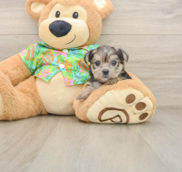 7 week old Morkie Puppy For Sale - Lone Star Pups