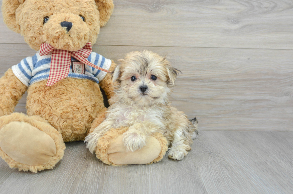 7 week old Morkie Puppy For Sale - Lone Star Pups