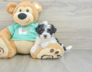 6 week old Morkie Puppy For Sale - Lone Star Pups