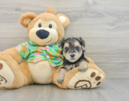 7 week old Morkie Puppy For Sale - Lone Star Pups