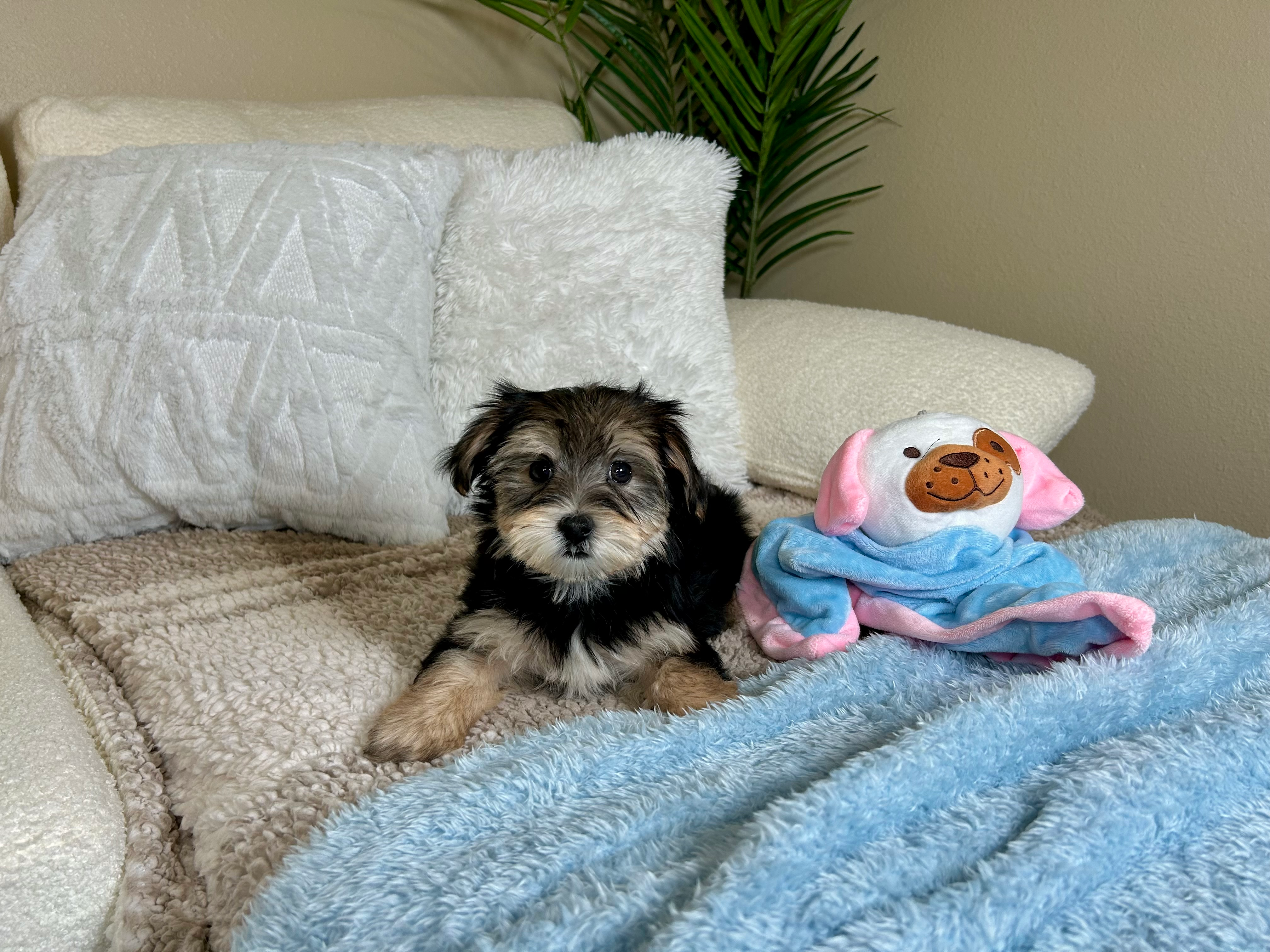 Cute Morkie Designer Pup
