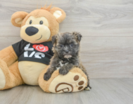 6 week old Morkie Puppy For Sale - Lone Star Pups
