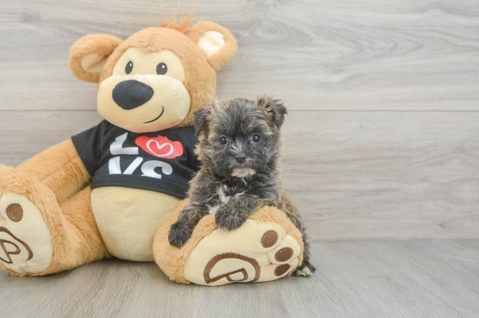 5 week old Morkie Puppy For Sale - Lone Star Pups