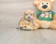 5 week old Morkie Puppy For Sale - Lone Star Pups