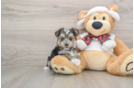 Friendly Morkie Baby