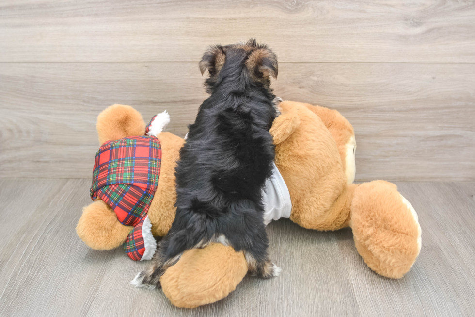 Energetic Yorkiemalt Designer Puppy