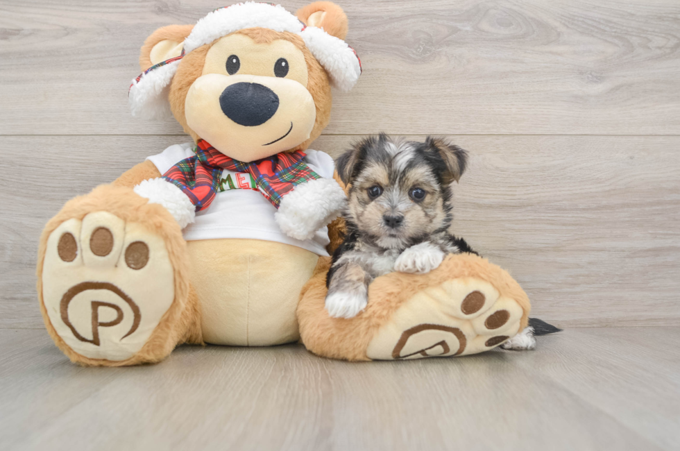 5 week old Morkie Puppy For Sale - Lone Star Pups