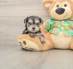 6 week old Morkie Puppy For Sale - Lone Star Pups