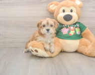 5 week old Morkie Puppy For Sale - Lone Star Pups