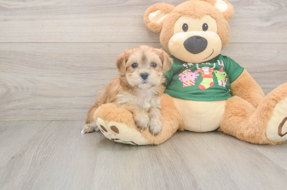 5 week old Morkie Puppy For Sale - Lone Star Pups