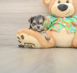 9 week old Morkie Puppy For Sale - Lone Star Pups