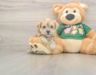 5 week old Morkie Puppy For Sale - Lone Star Pups