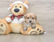 6 week old Morkie Puppy For Sale - Lone Star Pups