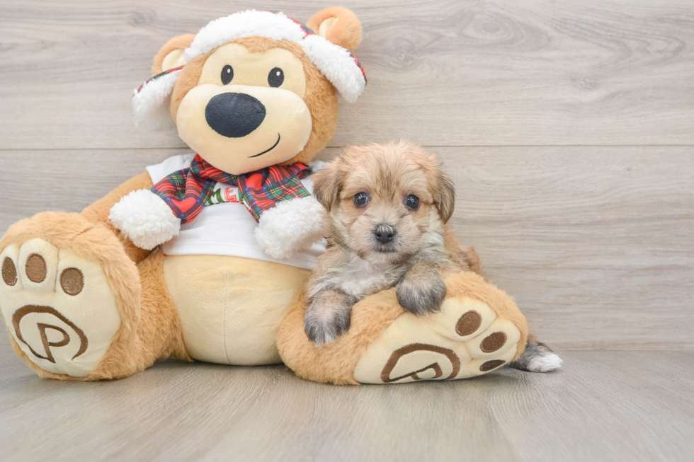 Popular Morkie Designer Pup