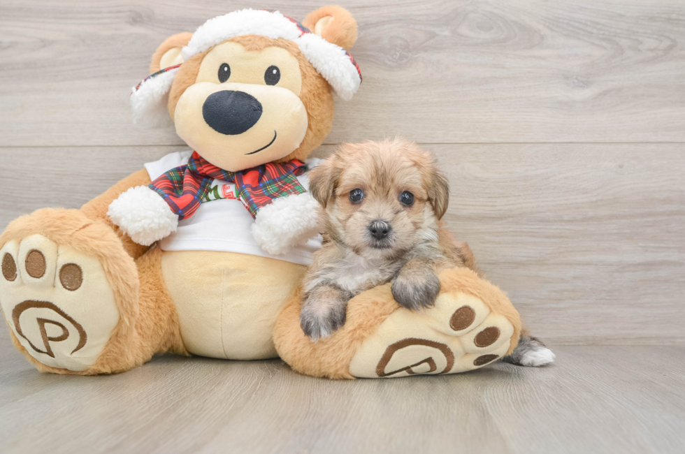 5 week old Morkie Puppy For Sale - Lone Star Pups