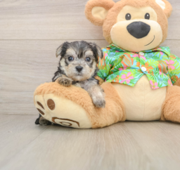 6 week old Morkie Puppy For Sale - Lone Star Pups