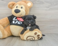 6 week old Morkie Puppy For Sale - Lone Star Pups