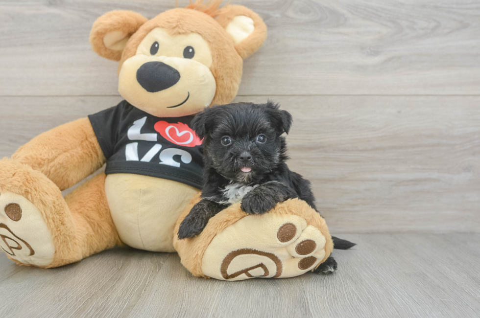 5 week old Morkie Puppy For Sale - Lone Star Pups