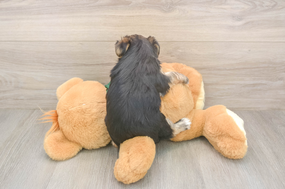 Playful Yortese Designer Puppy