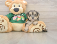 5 week old Morkie Puppy For Sale - Lone Star Pups