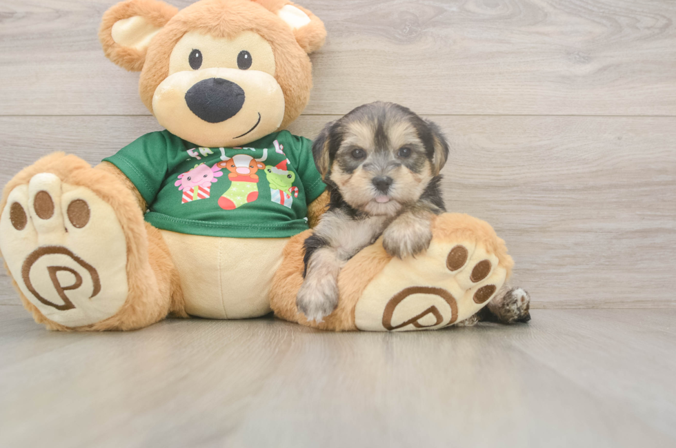 5 week old Morkie Puppy For Sale - Lone Star Pups