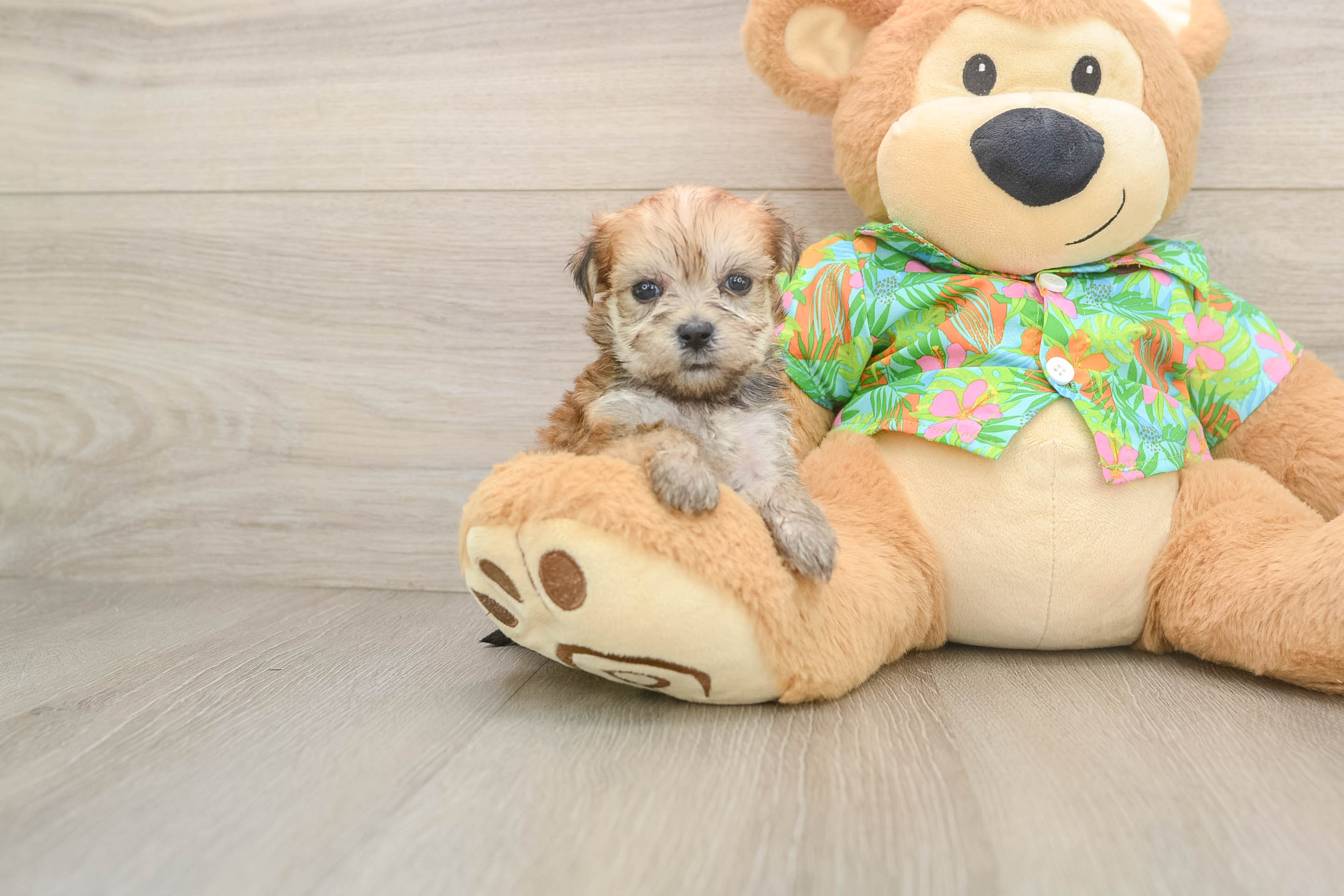 Morkie Puppy for Adoption