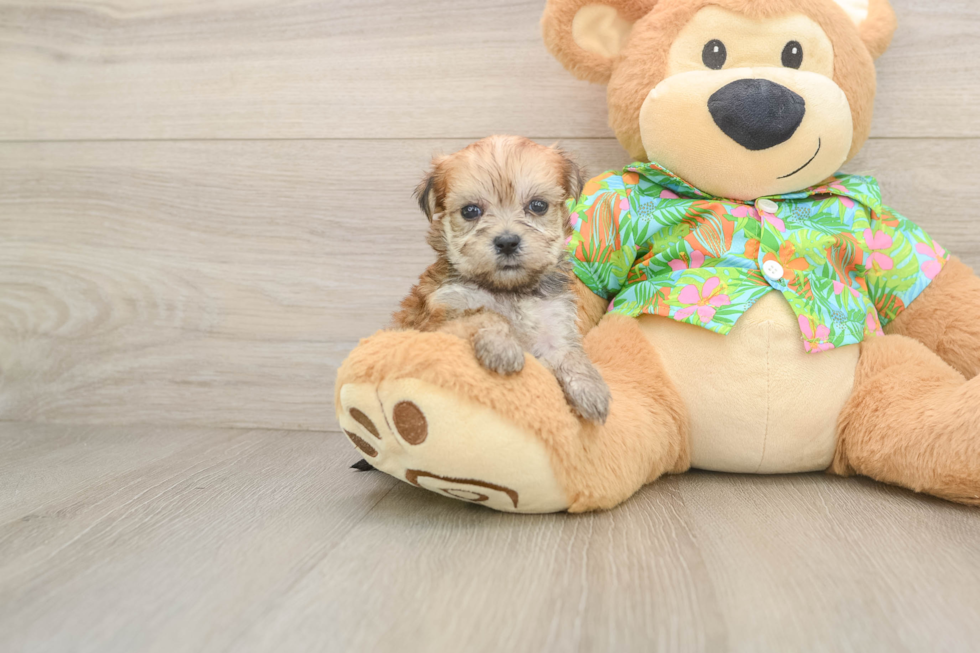 Morkie Puppy for Adoption
