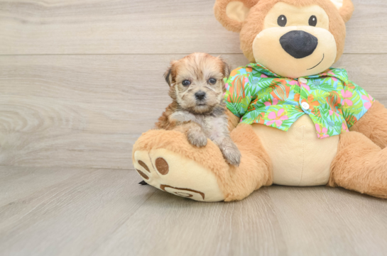 Morkie Puppy for Adoption